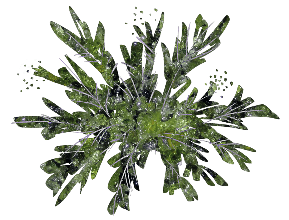 bush background