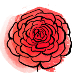 ranunculus