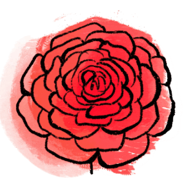 ranunculus