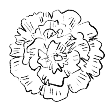 carnation
