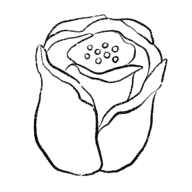 tulip